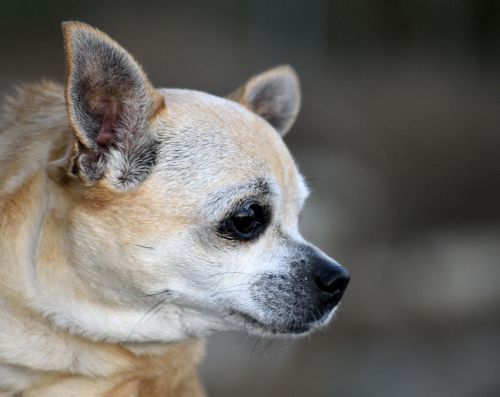 Profilis,  Chihuahua,  Šuo,  Veislė,  Kilmės,  Šuniukas,  Gyvūnas,  Veidas,  Mielas,  Fonas,  Naminis Gyvūnėlis,  Mielas Chihuahua Šuniukas