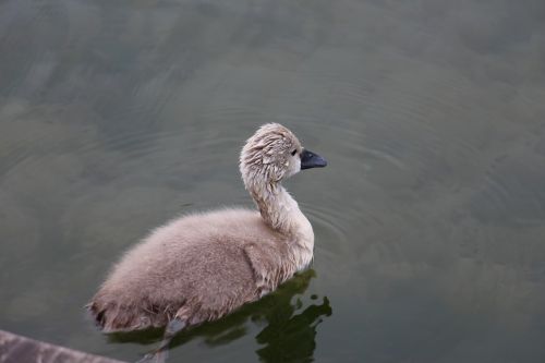 Cygnet, Gyvūnai, Paukštis, Jaunas, Nutildyti Gulbė, Šlapias, Gamta