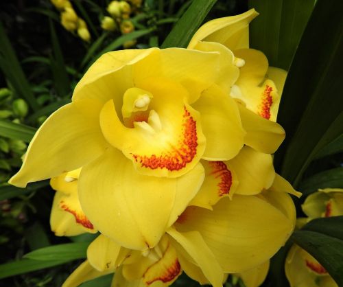 Cymbidium, Orchidėja, Gėlė, Geltona