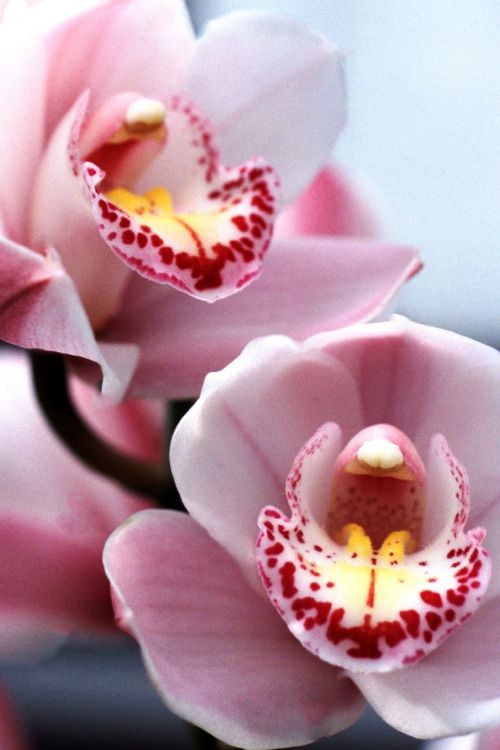 Cymbidium Orchidėja, Orchidėja, Rožinė Orchidėja, Orchidėjų Šou