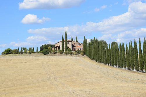 Kipariso Medžiai, Siena, Viale, Italy, Toskana