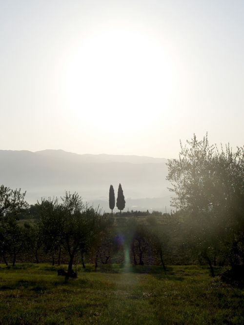 Kipariso Medžiai, Toskana, Italy