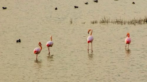 Kipras, Oroklini Ežeras, Flamingos, Gamta, Laukinė Gamta