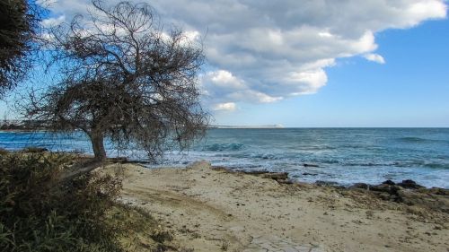 Kipras, Makronissos Paplūdimys, Medis, Debesys