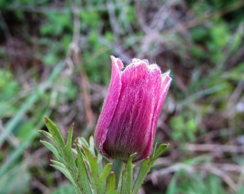 Kipras, Cavo Greko, Nacionalinis Parkas, Gėlė, Flora
