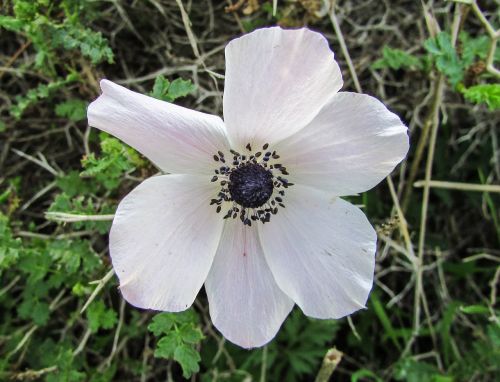 Kipras, Cavo Greko, Nacionalinis Parkas, Gėlė, Flora, Ranunculus Asiaticus