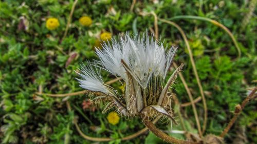 Kipras, Ayia Napa, Augalas, Gamta, Flora