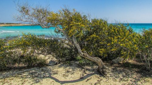 Kipras, Ayia Napa, Lanta Beach, Medis, Smėlis, Papludimys, Gamta