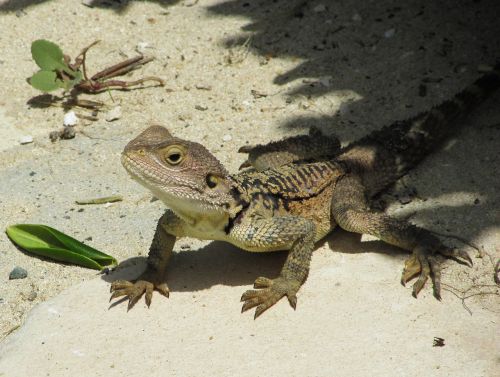 Kipras, Driežas, Kurkutas, Ropliai, Fauna, Gyvūnas, Laukinė Gamta, Gamta, Rūšis, Herpetologija, Prisitaikymas