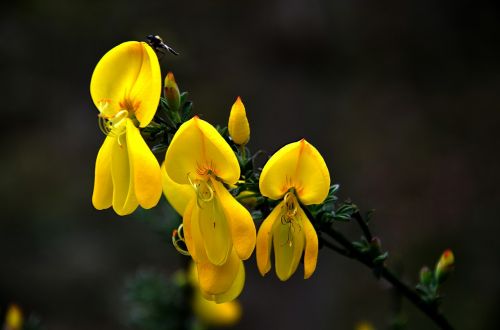 Cytisus, Šluota, Augalas