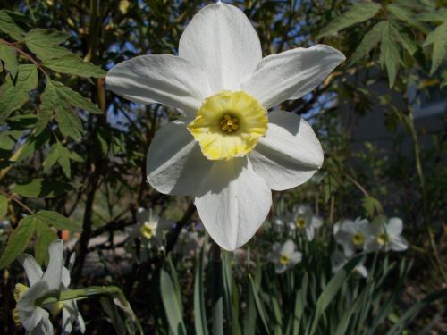 Dacha, Pavasaris, Narcizas