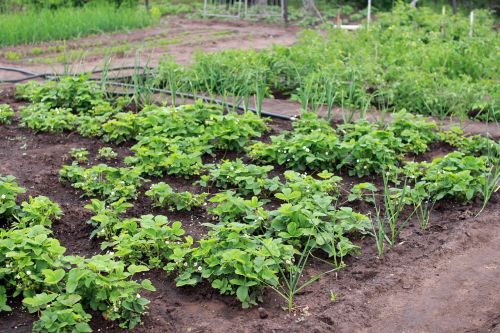 Dacha, Daržovių Sodas, Derlius, Vasara, Augalas, Uogos, Maistas, Sodinukai, Atostogų Sezonas, Daigai, Žemė, Braškės, Kodėl, Sodinukai, Žali Lapai, Žalumos