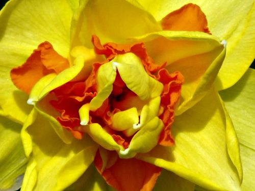 Daffodil, Geltona, Oranžinė, Pavasaris, Gėlė, Narcizas, Žydėti, Gamta, Žiedlapiai, Sodas