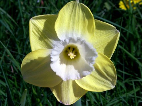 Daffodil,  Gėlė,  Pavasaris,  Narcizas