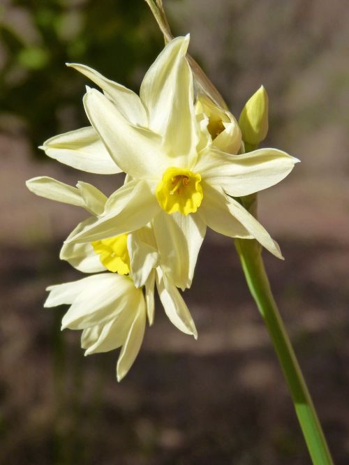 Daffodil, Gėlė, Išsamiai
