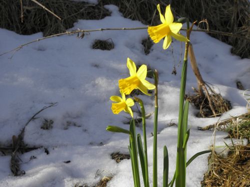Daffodil, Gėlė, Fruhblueher, Geltona, Sniegas, Anksčiau Pavasarį
