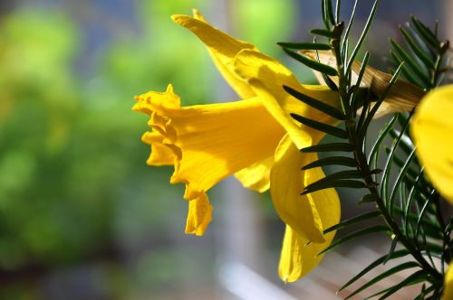 Daffodil, Pavasaris, Geltona Gėlė