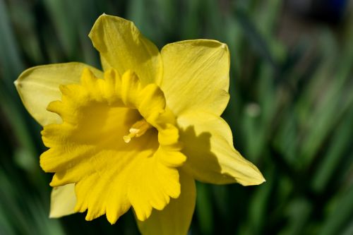 Daffodil, Geltona, Pavasaris, Gėlė