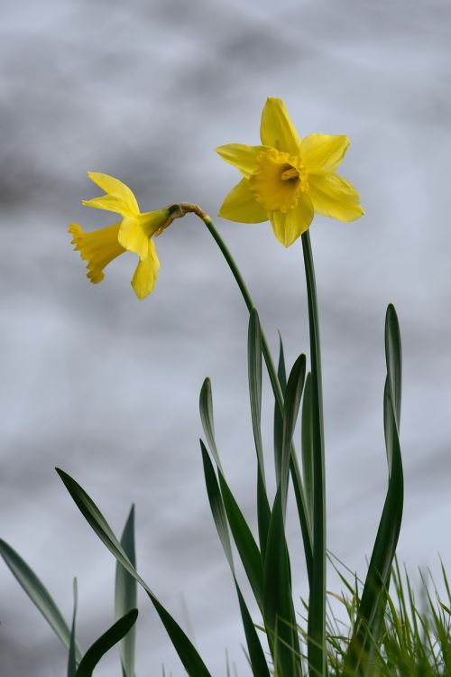 Daffodil, Geltona, Gėlė, Augalai