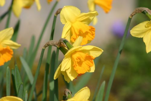 Daffodil, Narcizas, Gėlė, Geltonos Gėlės, Žiedas, Žydėti, Pavasaris