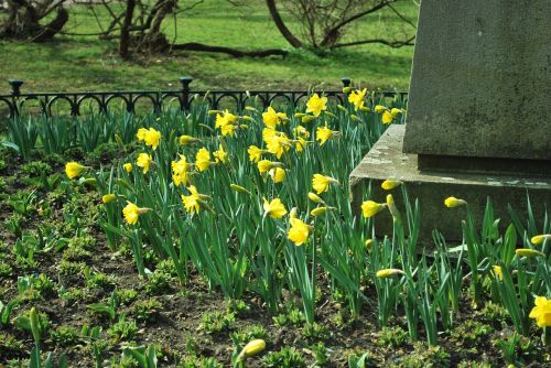 Daffodil, Gėlės, Pavasaris, Veja, Gamta, Geltona