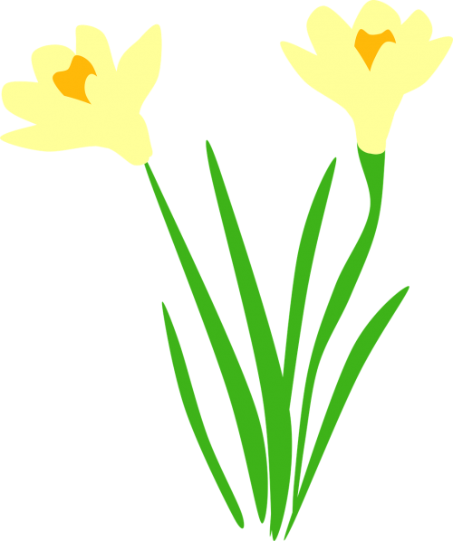 Daffodil, Narcizai, Flora, Gėlė, Gėlės, Nemokama Vektorinė Grafika