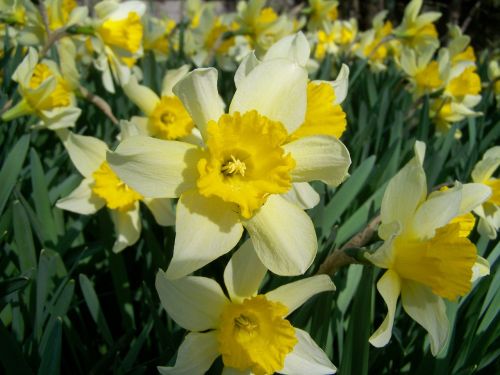 Daffodil, Geltona Gėlė, Pavasaris
