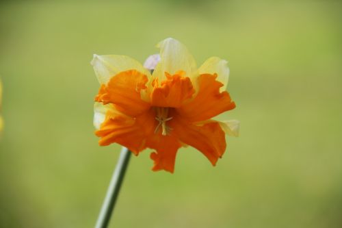 Daffodil, Gėlė, Geltona, Gamta, Augalas, Pavasaris