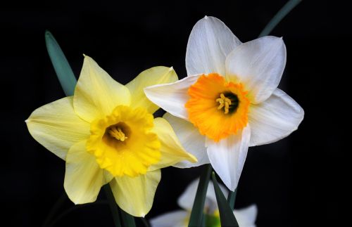 Daffodil, Spalva, Pavasario Gėlės, Gėlių Sodas