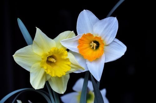 Daffodil, Spalva, Pavasario Gėlės, Gėlių Sodas