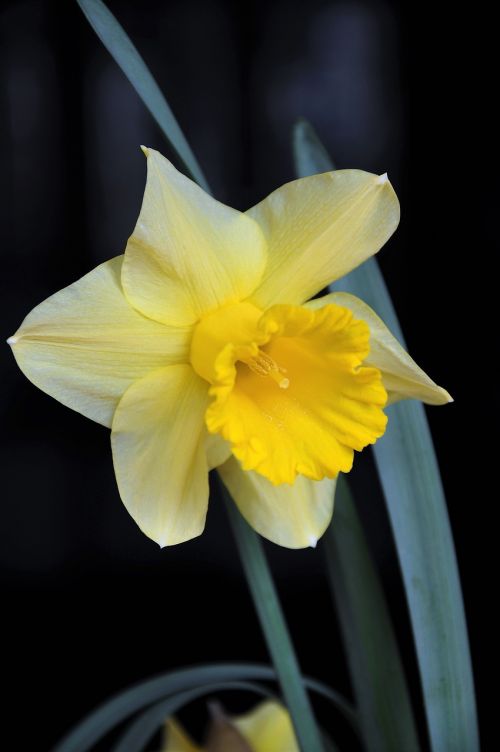 Daffodil, Spalva, Pavasario Gėlės, Gėlių Sodas
