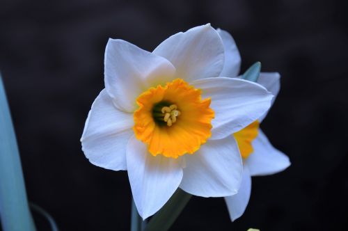 Daffodil, Spalva, Pavasario Gėlės, Gėlių Sodas