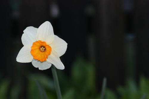 Daffodil, Gėlė, Geltona, Pavasaris