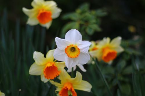 Daffodil, Gėlė, Pavasaris, Gamta, Sodas, Pavasario Gėlės