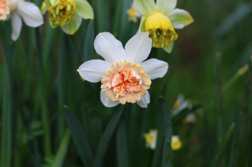 Daffodil, Gėlė, Pavasaris, Gamta, Sodas, Pavasario Gėlės
