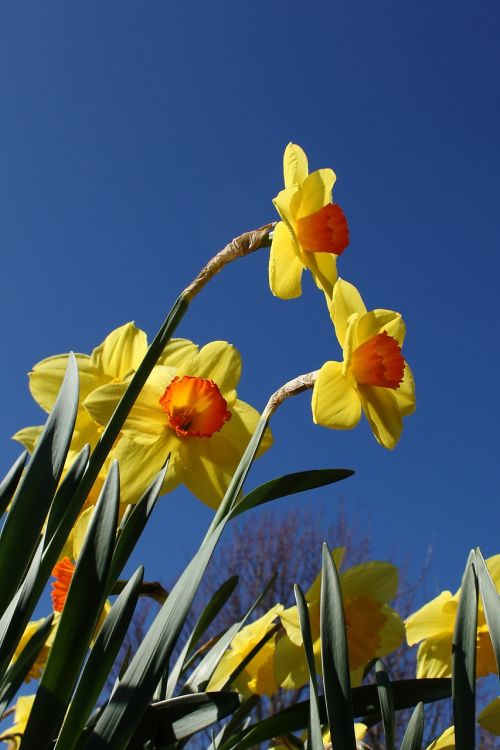 Daffodil, Gėlė, Pavasaris, Geltona, Spalvinga