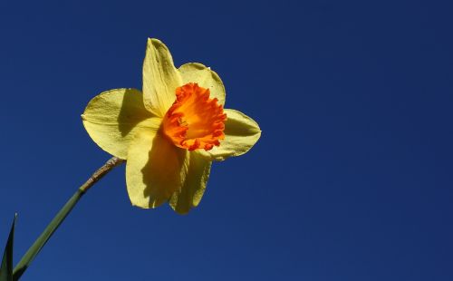 Daffodil, Gėlė, Pavasaris, Geltona, Spalvinga