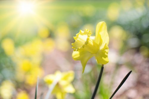 Daffodil, Pavasaris, Gėlės Geltonos Gėlės, Sodas, Sodininkystė