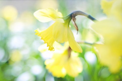 Daffodil, Pavasaris, Gėlės Geltonos Gėlės, Sodas, Sodininkystė