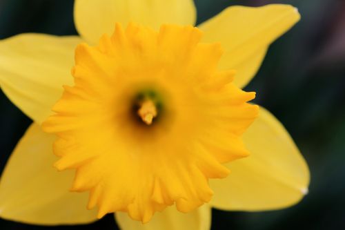 Daffodil,  Pavasaris,  Gėlė,  Geltona & Nbsp,  Gėlė,  Geltona & Nbsp,  Žydėti,  Narcizas