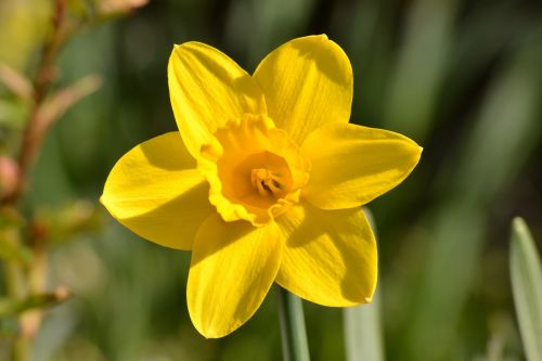 Daffodil, Gėlė, Geltona Gėlė, Pavasaris, Sodas