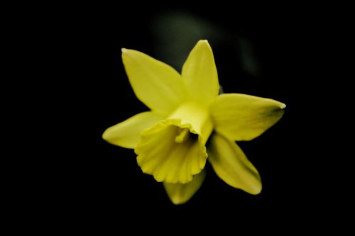 Daffodil,  Gėlė,  Geltona,  Pavasaris,  Juodas & Nbsp,  Fonas,  Narcizas