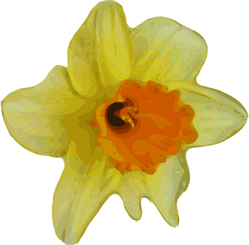 Daffodil, Narcizas, Gėlė, Augalas, Gamta, Geltona, Sezonas, Pavasaris, Nemokama Vektorinė Grafika