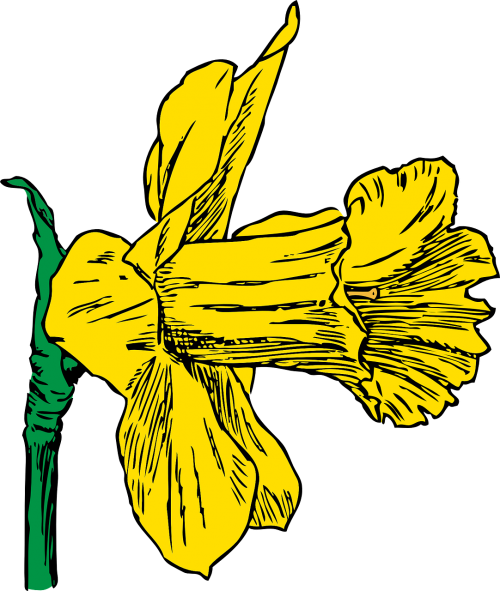 Daffodil, Sezonas, Pavasaris, Gamta, Augalas, Gėlė, Geltona, Nemokama Vektorinė Grafika