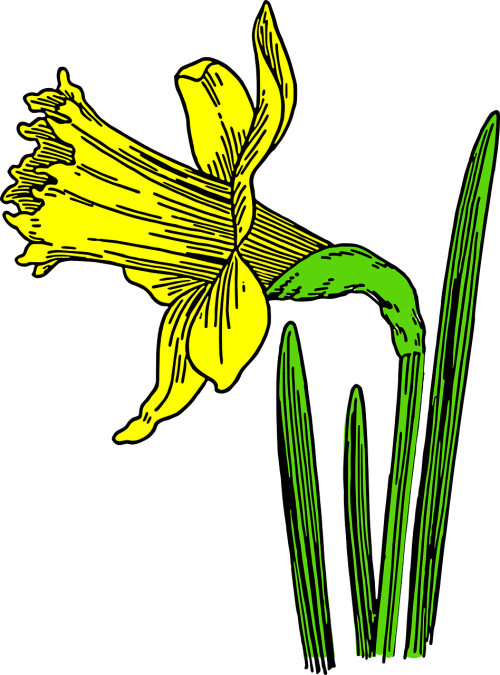 Daffodil, Gėlė, Gamta, Augalas, Sezonas, Pavasaris, Geltona, Nemokama Vektorinė Grafika