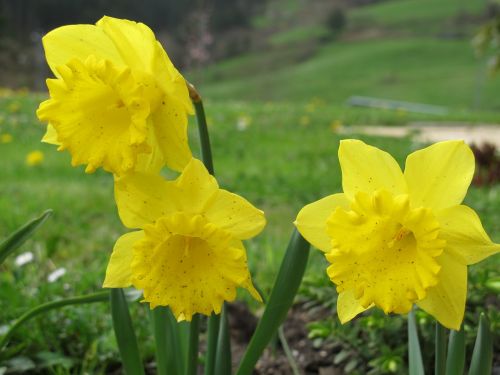 Daffodil, Geltona, Sodas, Gėlės, Gėlė, Gamta, Pavasaris