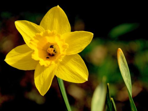 Daffodil, Narcizas, Gėlė, Žiedas, Žydėti, Geltona, Augalas