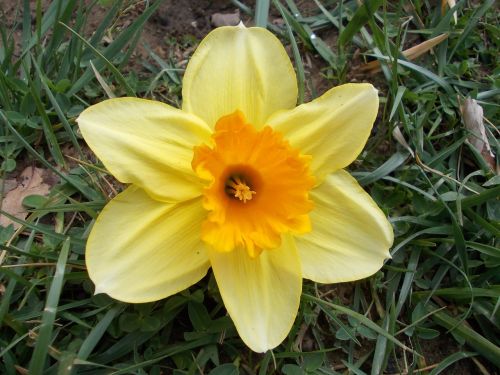 Daffodil, Gėlė, Pavasaris, Makro, Pavasario Gėlės, Gamta, Sodas, Gražus, Geltona, Uždaryti, Gėlių Paveikslėlis, Geltona Gėlė, Turkija