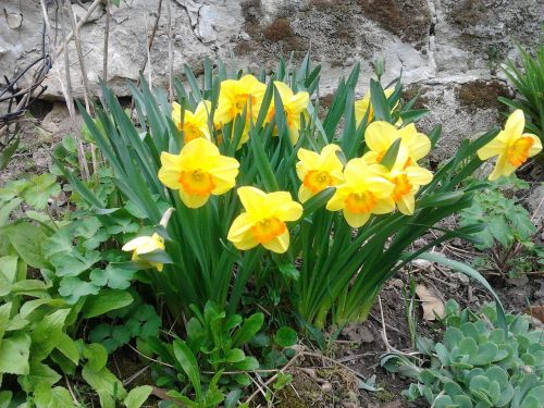 Daffodil, Pavasaris, Saulės Šviesa