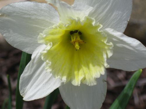Daffodil, Narcizai, Pavasario Gėlės, Geltona, Gėlės, Geltona Gėlė, Geltonas Žiedas